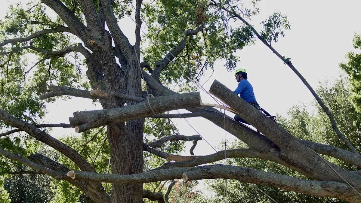 Professional Crown Thinning performed by certified arborists in Pointe A La Hache